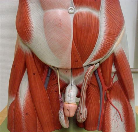 These muscles can be grouped based upon their location and function. Groin Muscles Diagram Anatomy Of Groin Muscles Muscles Of ...
