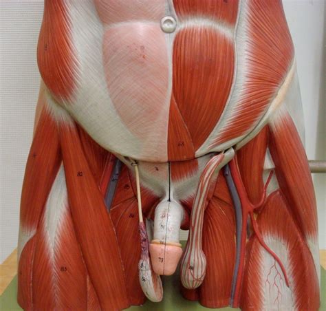 Gluteus medius overlies the gluteus minimus muscle. Groin Muscles Diagram Anatomy Of Groin Muscles Muscles Of ...