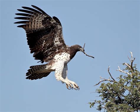 These hunters will swoop down on venomous snakes and jackals! martial eagle