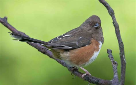 Maybe you would like to learn more about one of these? Female Eastern Towhee | 20190420-6D2-IMG_3433a Eastern ...