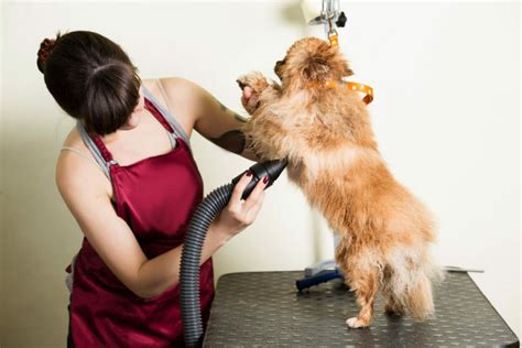 Note que a palavra primitiva, nesse caso, não é o termo 'cabelo', e sim a palavra. Cabeleireiros para cães: os cuidados de beleza nos cães