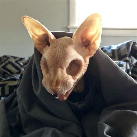 Moving house is never easy, especially with cats. Sphynx cat with no eyes : WTF