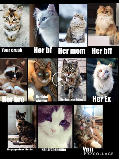 Top 30 clean humor quotes cat memes clean funny cats funny animals. They should have put the cat that coughs like kids | Funny ...