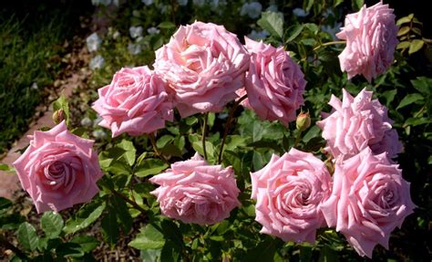 Shrub rose with large, double pink blossoms that appear in large clusters from spring until frost. Organic Garden Dreams: July Roses 'Belinda's Dream'# ...