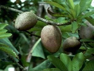 Selain dapat menghindari macet, menggunakan kereta api dapat mempercepat perjalanan anda. DESS DAHASRY: Local Fruit - Buah BINJAI.