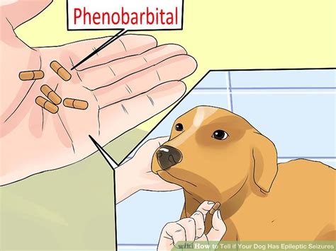 This may be due to the presence of a large mass within the chest or due to the in addition to biopsy, we recommend several staging tests for dogs with lymphoma. How to Tell if Your Dog Has Epileptic Seizures: 11 Steps
