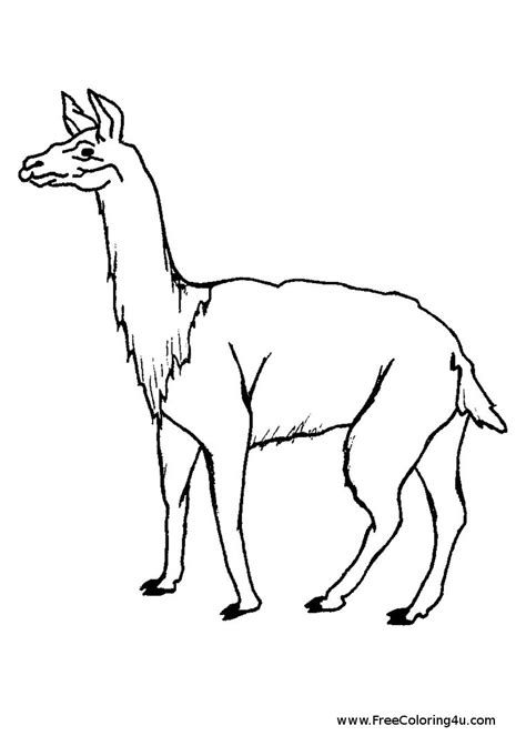 Cartoon alpaca coloring page alpaca drawing llama drawing. Llama coloring pages to download and print for free