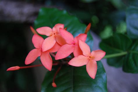 We did not find results for: Coral Colored Flowers | Grenada | Randee | Flickr