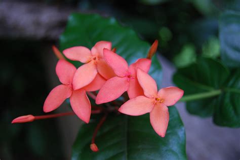 Check spelling or type a new query. Coral Colored Flowers | Grenada | Randee | Flickr