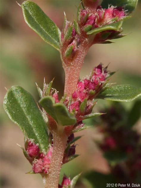 Some amaranth species are cultivated as leaf vegetables, pseudocereals. Amaranthus blitoides (Prostrate Pigweed): Minnesota ...