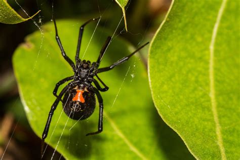 How to get rid of spiders in richmond, ky. What Is Attracting Spiders To My Colorado Home?