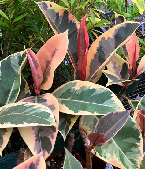 Ficus elastica, the rubber fig, rubber bush, rubber tree, rubber plant, or indian rubber bush, indian rubber tree, is a species of plant in the fig genus, native to eastern parts of south asia and southeast asia. Kartuz Greenhouses: Ficus elastica Variegata