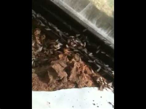 Pest control you can trust. Termites; Springfield, MO Pest Control - YouTube