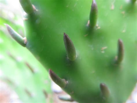 Cactus needle item id# 952 (cactus_needle). diagnosis - What are these growths on my winter hardy ...