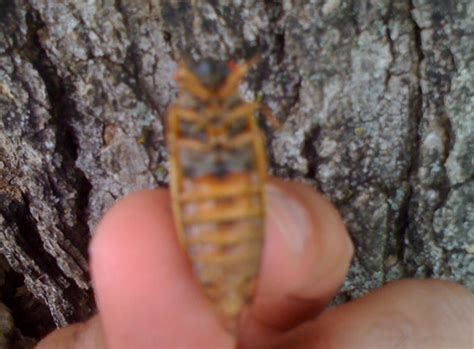 There are a variety of cicada broods that emerge at different time intervals. Brood XIX in Huntsville, AL