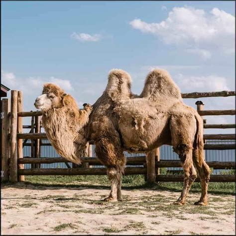 A camel's hump enables it to store food, but water is located in all the body's tissues. Weight Of Camel | What Things Weigh