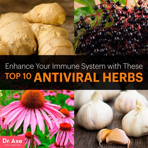 By medical medium anthony william. Best Antiviral Herbs | Holistic health remedies, Herbalism ...
