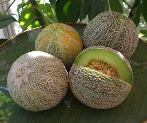 A Kitchen Garden in Kihei Maui: Growing Melons in Kihei