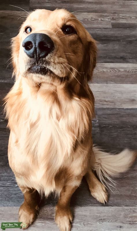 Golden retriever pup was taken along with her training vest and supplies. Stud Dog - Dark Golden Retriever - Breed Your Dog