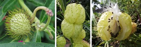 Bulk buy hairy balls online from chinese suppliers on dhgate.com. Balloon Plant, Gomphocarpus physocarpus - Master Gardener ...