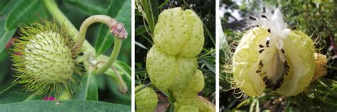 Choose from a wide range of similar scenes. Balloon Plant, Gomphocarpus physocarpus - Master Gardener ...