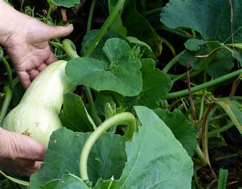 Learning how to freeze squash. Butternut Squash - When to Harvest - Tending My Garden
