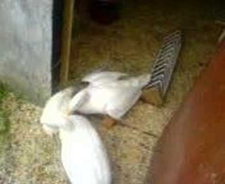 duck trying to rape a (white) chicken - YouTube
