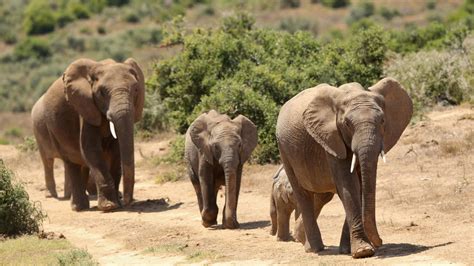 Allein in afrika läuft ab heute in den kinos. Garden Route: Grandiose Natur und wilde Tiere | STERN.de