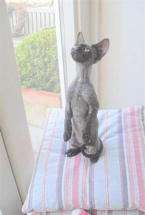 Shop for tall skinny khakis online at target. Pin by Lyndsey Pase on Cats | Devon rex cats, Rex cat ...