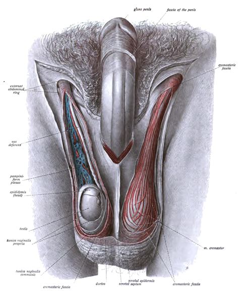 Sur.ly for drupal sur.ly extension for both major drupal version is free of charge. Male reproductive system - Wikipedia