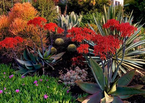 These flowers are some of my favorites on this list. This stunning Southern California garden is proof that ...