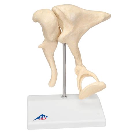 Whether you plan to create your own study. 3B Scientific A101 Ossicles Model Magnified 20 Times Life Size 3B Smart Anatomy