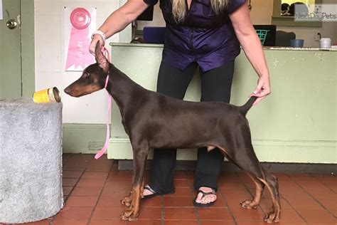 Weaning can be stressful to both the puppies and the mother dog, along with everyone in the ear cropping and tail docking. Doberman Pinscher puppy for sale near Northwest GA ...