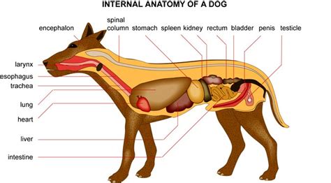 * notice that the kidneys are not labeled on this picture. CANINE ANATOMY: Internal anatomy of a Dog - from Chinaroad ...