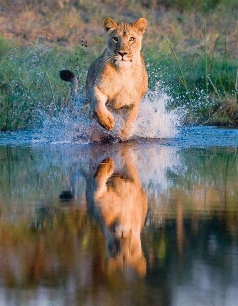 Both the female and male lions are similar in colour this being a golden/tan colour. Pin on Leo