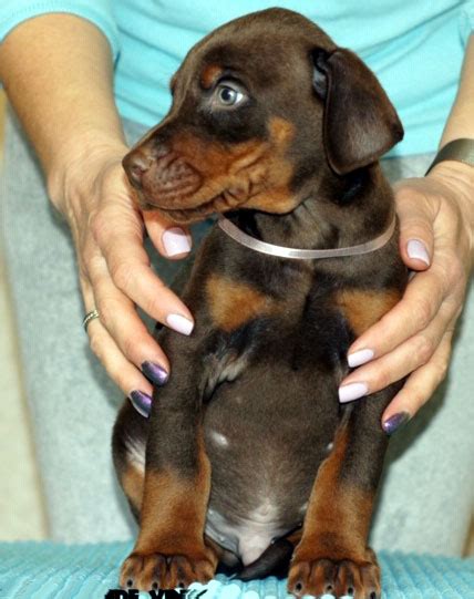 These beautiful puppies are black and rust in color. European Doberman Puppies for sale in USA - Euro Dobies