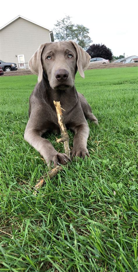 Akc, aca, and ckc registered. Silver Lab Puppies For Adoption