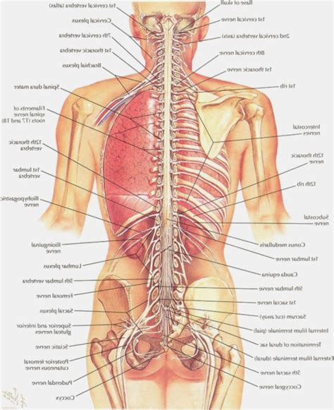 Anatomy of the human body. Lower Back Anatomy Pictures | Anatomy organs, Human body ...