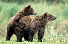 animals homosexual gay bears sex same engage behaviour bear pairing observed been activity times many