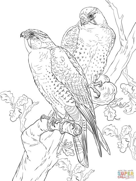 And you can freely use images for your personal blog! Peregrine Falcons coloring page | Free Printable Coloring ...