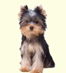 Havashire Puppies For Sale - Havashire Breed Profile ...