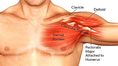 The pectoralis major, or chest muscle, is composed of both an upper and a lower portion, and most guys need to do let's start by looking at the anatomy of the chest muscles. Anatomy Of Chest Area