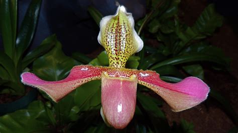 Minnesota historical society minneapolis star tribune portraits. Bonnie's visit to the Philadelphia Flower Show - FineGardening