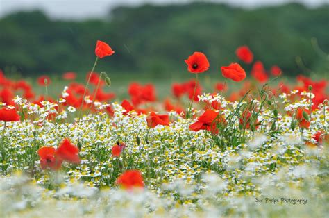 Check spelling or type a new query. Poppyfield by Sue Phelps / 500px | Phelps, Flowers, Poppy ...