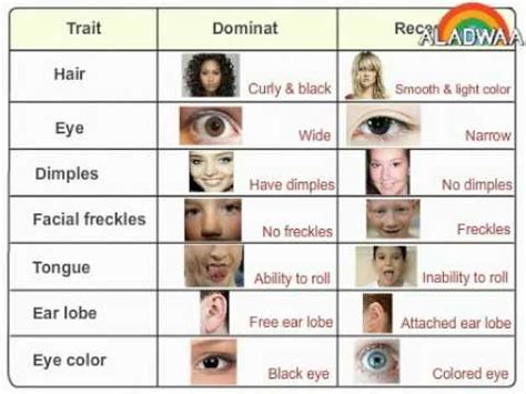 Other dominantand recessive traits in humansinclude: Lesson 3 what are dominant and recessive traits