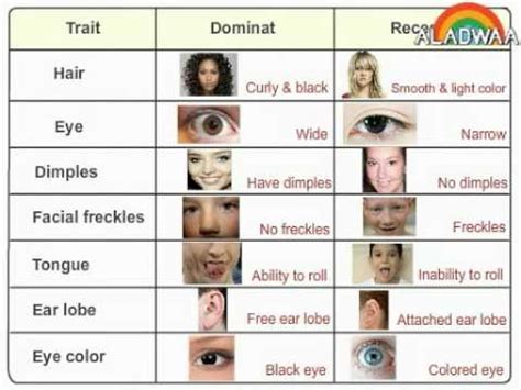 Understanding autosomal dominant and autosomal recessive inheritance. the dominat and recessive traits in the human being - YouTube