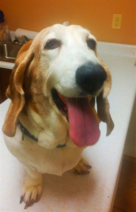 Generally cavapoos have sweet expressions and sturdy little bodies, like both of their parents. Basset Hound Puppies Charlotte Nc - Animal Friends