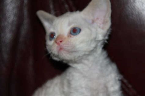 Available for adoption in #montreal ~ snowpaws is a young female recently rescued from outdoors, but is clearly not feral. Devon Rex kittens FOR SALE ADOPTION from Brantford Ontario ...