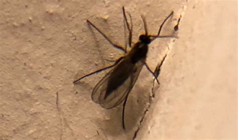 Contact with hydrogen peroxide will kill fungus gnat larvae on contact. Dark-winged fungus gnat - PEST CONTROL CANADA