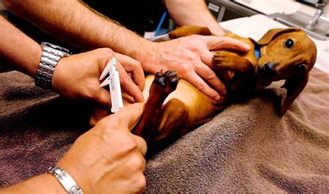 However, there is increasing evidence that this is too young as the dogs have. Neutering cocktail offers alternative to surgery for dogs ...